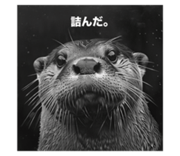 772993552