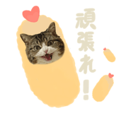 772995934