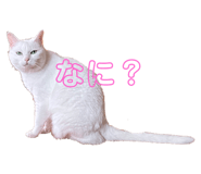 772996069
