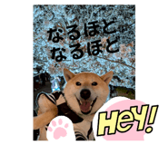 772996429