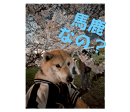 772996440