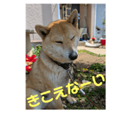 772996456