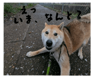772996464