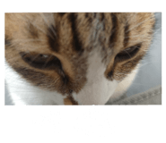 772996946
