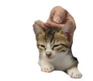 772996960