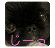 772997170