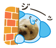 772997217
