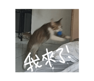 772997403