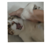 772997407