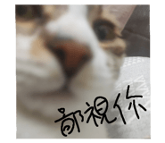 772997412