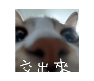 772997414