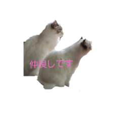 773086386