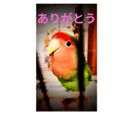 773111239