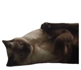 773128541