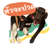 773144068