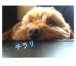 773156183