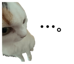 773177306