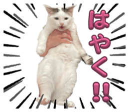 773177310