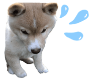 773210951