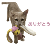 773226559
