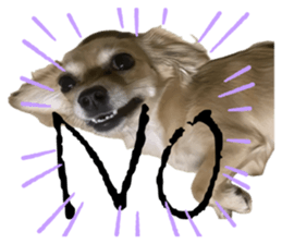 773227981