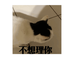 773228564