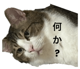 773245425