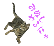 773250376