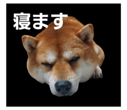 773252179