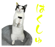 773259733
