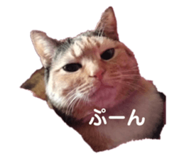 773274550