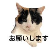 773284331