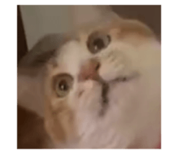 773297362
