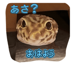 773322394