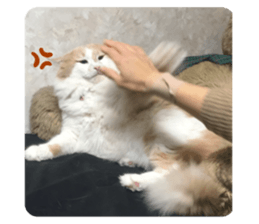 773328828