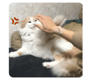 773328828
