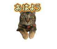 773328877