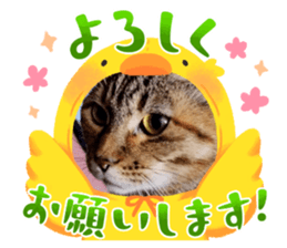 773336584