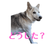 773352131