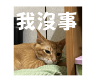 773394590