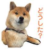 773409997