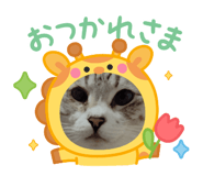 773422037