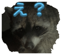 773436852