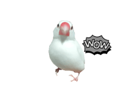 773437394