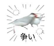 773437400