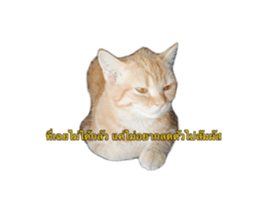 773664515