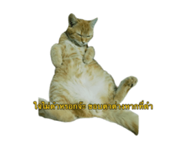 773664520