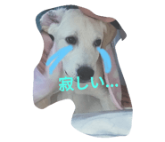 773667057