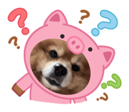 773669068