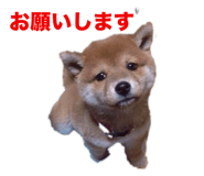 773674812